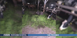 В Осиповичском районе из-за халатности директора сельхозпредприятия погибло 19 коров