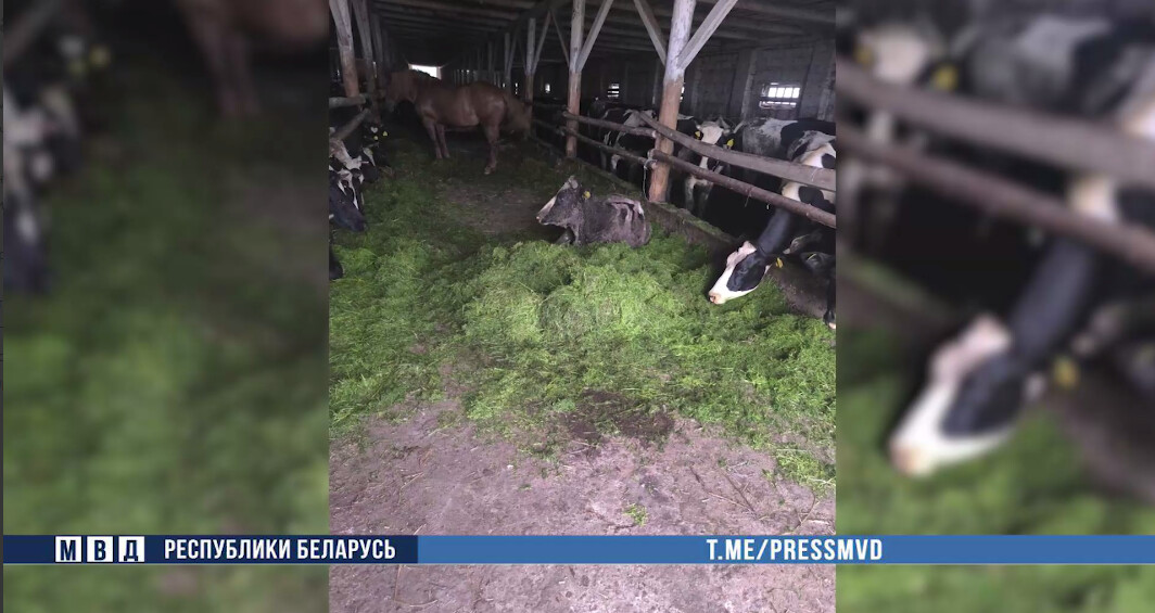 В Осиповичском районе из-за халатности директора сельхозпредприятия погибло 19 коров