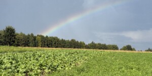 Температура воздуха начнет снижаться в начале следующей недели в Могилевской области