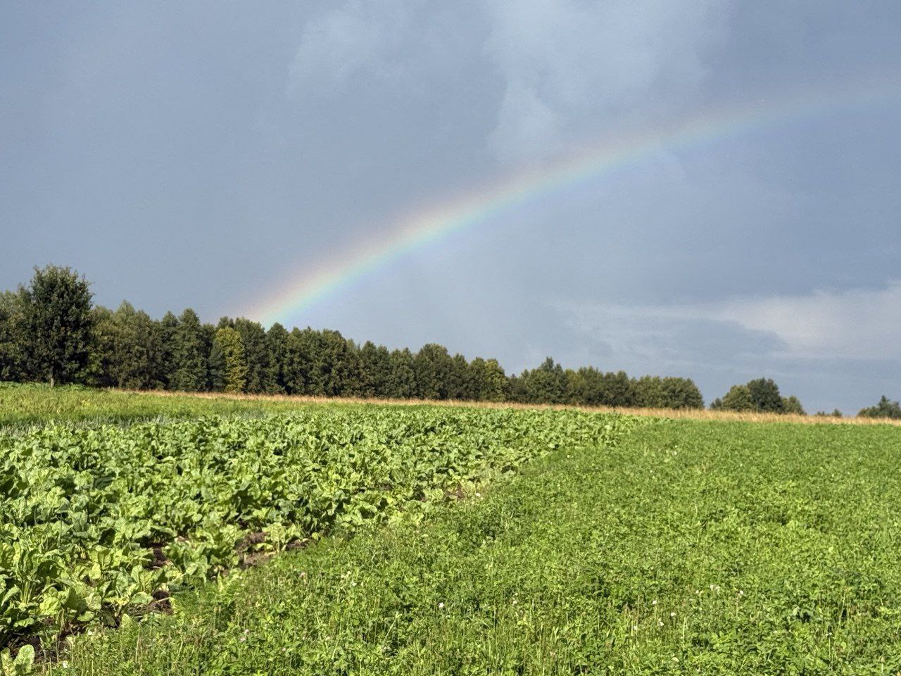Температура воздуха начнет снижаться в начале следующей недели в Могилевской области