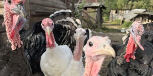 Существенное снижение температуры воздуха продолжится в Могилевской области 24 сентября