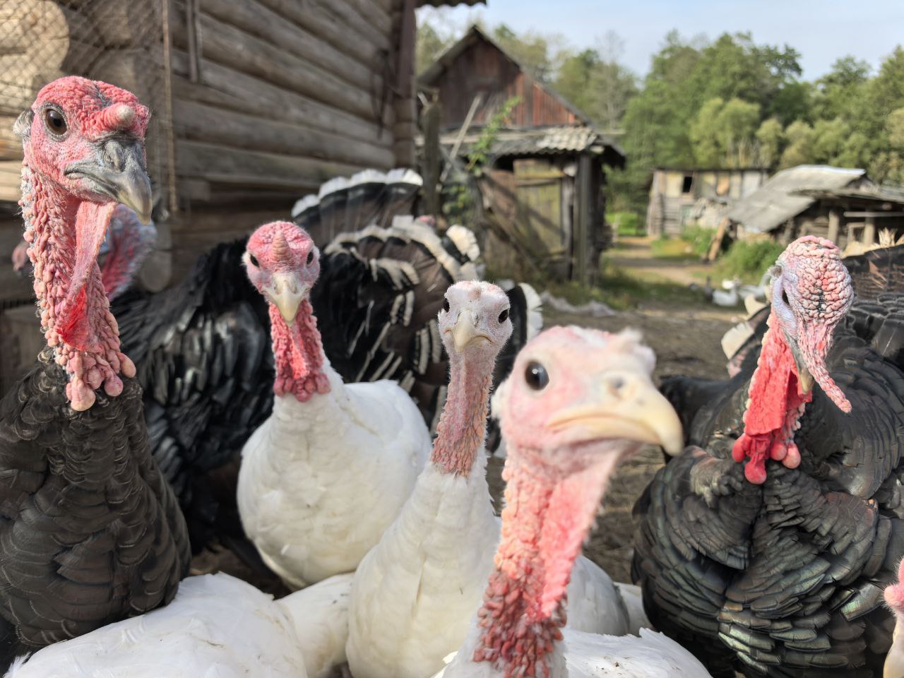 Существенное снижение температуры воздуха продолжится в Могилевской области 24 сентября