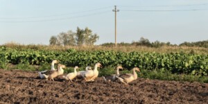 Погода на выходные: ночные заморозки, днем — небольшие дожди и не выше +16°С