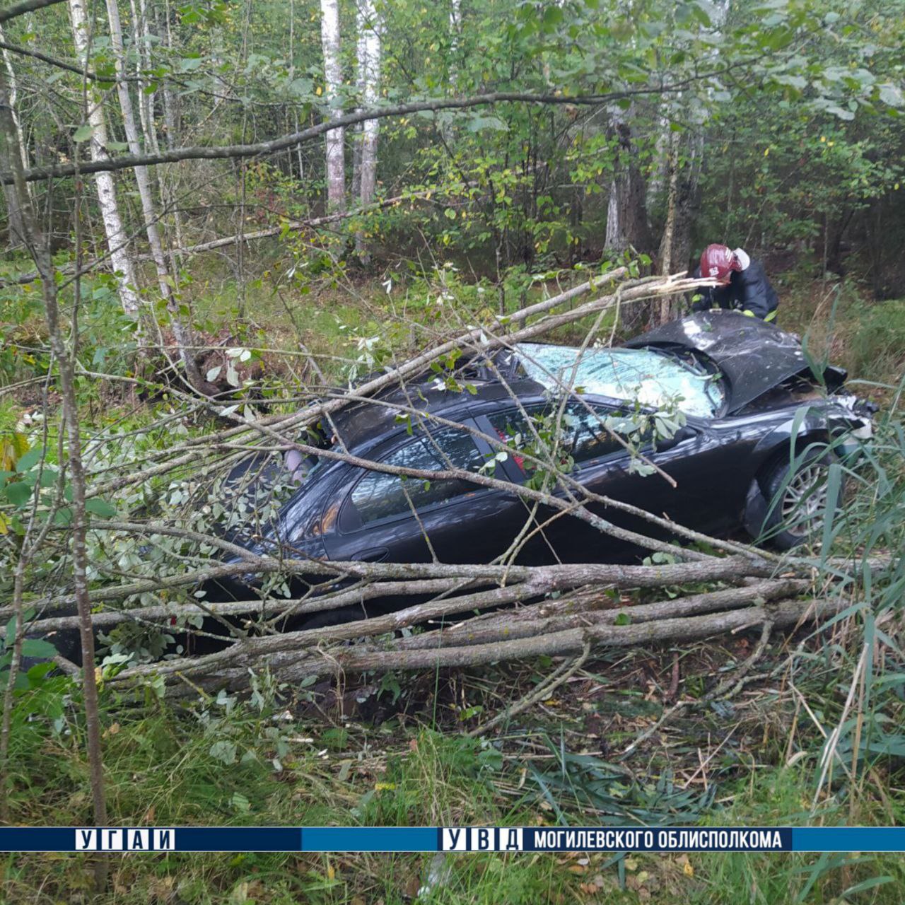 Смертельное ДТП под Могилевом: автомобиль столкнулся с лосем