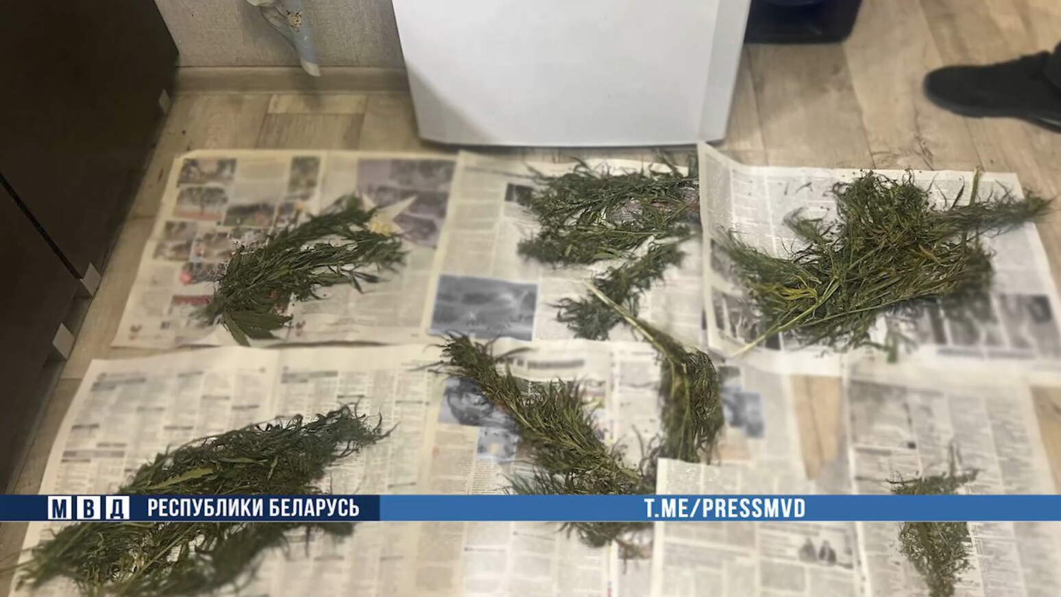 В Бобруйске задержаны двое мужчин с более чем килограммом марихуаны