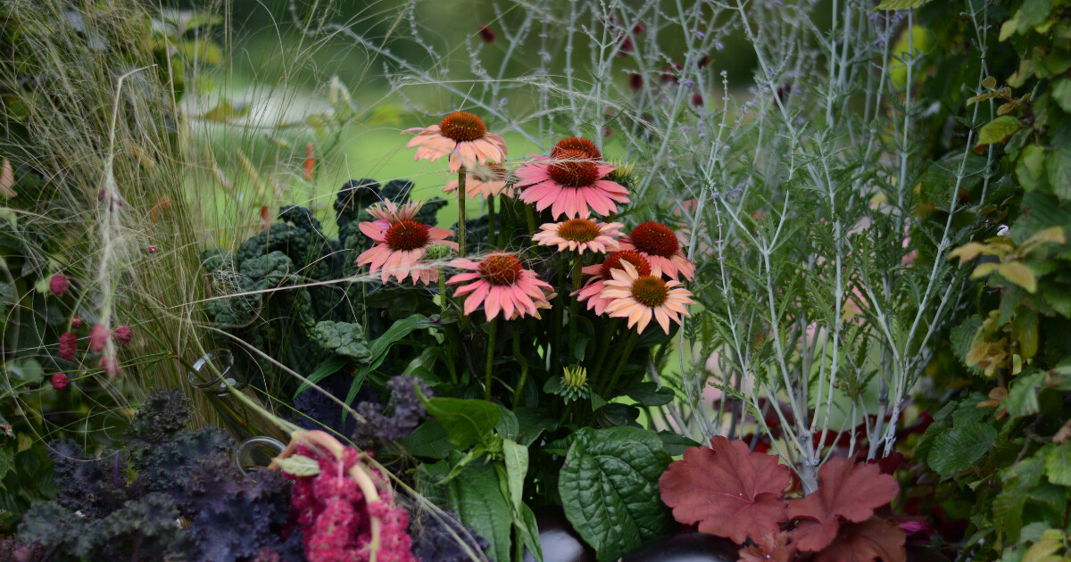 Лунный календарь цветовода на сентябрь-2025: работы в саду