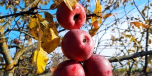 Погода на неделю: тепло и минимальное количество осадков