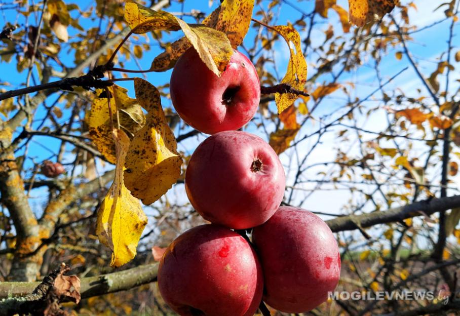 Погода на неделю: тепло и минимальное количество осадков