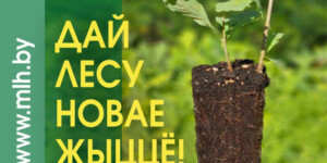 Акция «Дай лесу новае жыццё!» пройдет в Беларуси с 11 по 31 октября