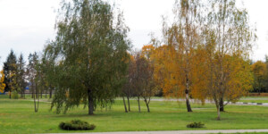 Существенно похолодает в начале следующей недели в Могилевской области