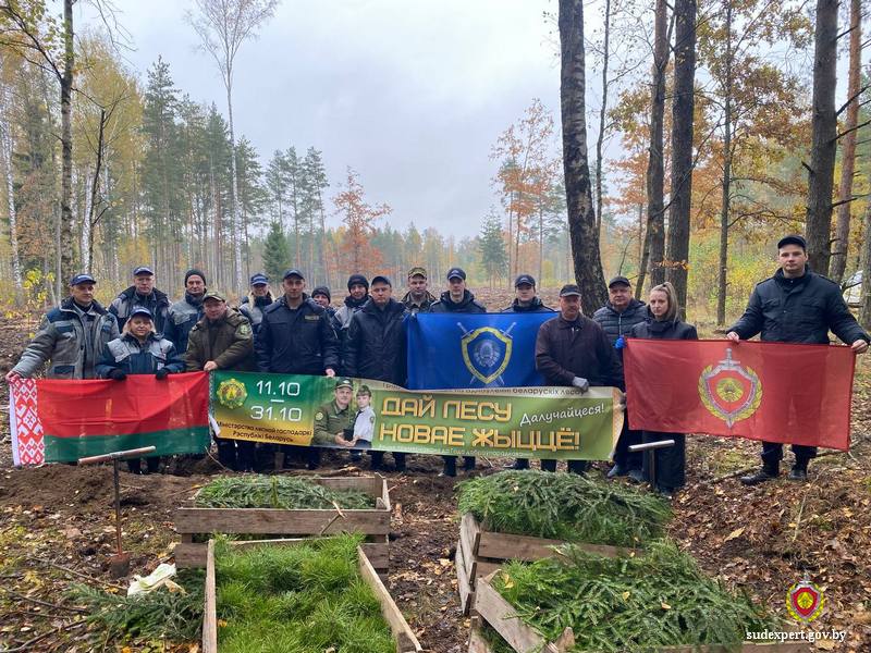3,5 тысячи саженцев елей и сосен высадили могилевские эксперты около деревни Голынец