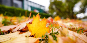 Погода на неделю: кратковременные дожди и порывистый ветер