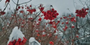 Мокрый снег и порывистый ветер ожидаются в Могилевской области 13 октября