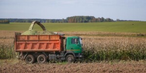 Процесс уборки кукурузы и сахарной свеклы требует активизации в ряде хозяйств Могилевщины