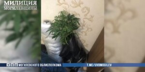 В Могилеве задержан мужчина, выращивавший коноплю в квартире