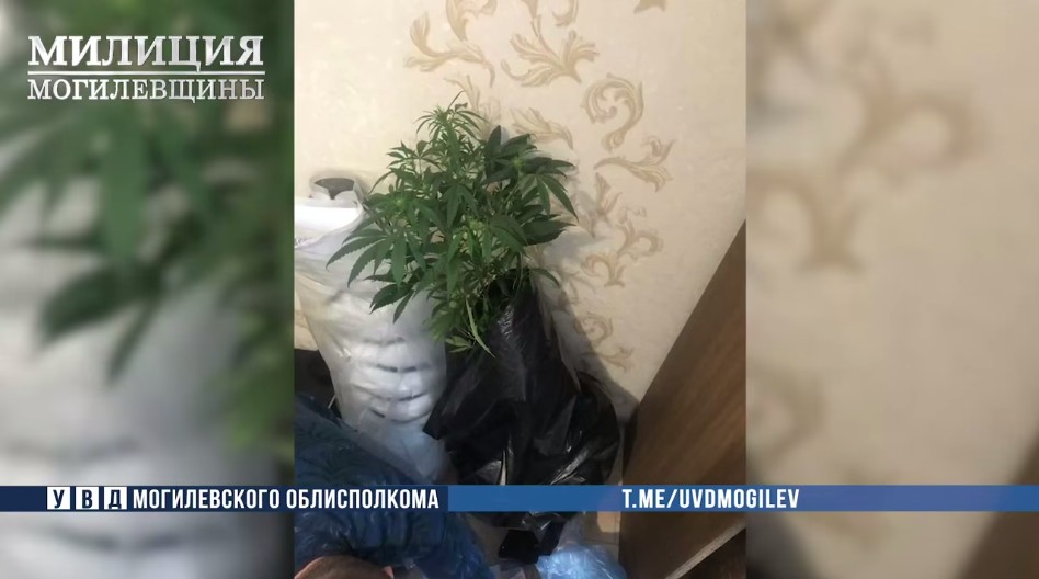 В Могилеве задержан мужчина, выращивавший коноплю в квартире