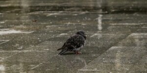 Слабый гололед ожидается местами по Могилевской области 22 октября