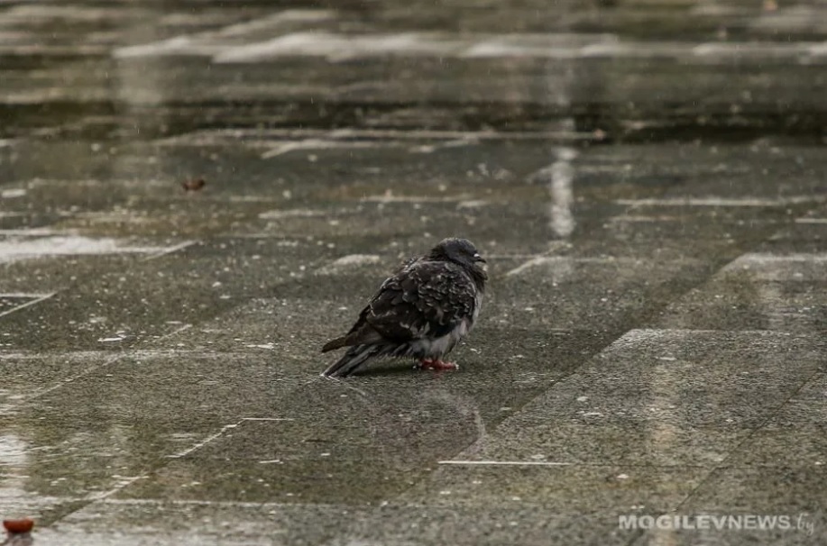 Слабый гололед ожидается местами по Могилевской области 22 октября