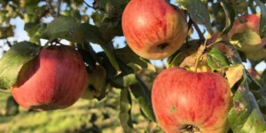 Повышение температуры воздуха ожидается в начале следующей недели в Могилевской области  