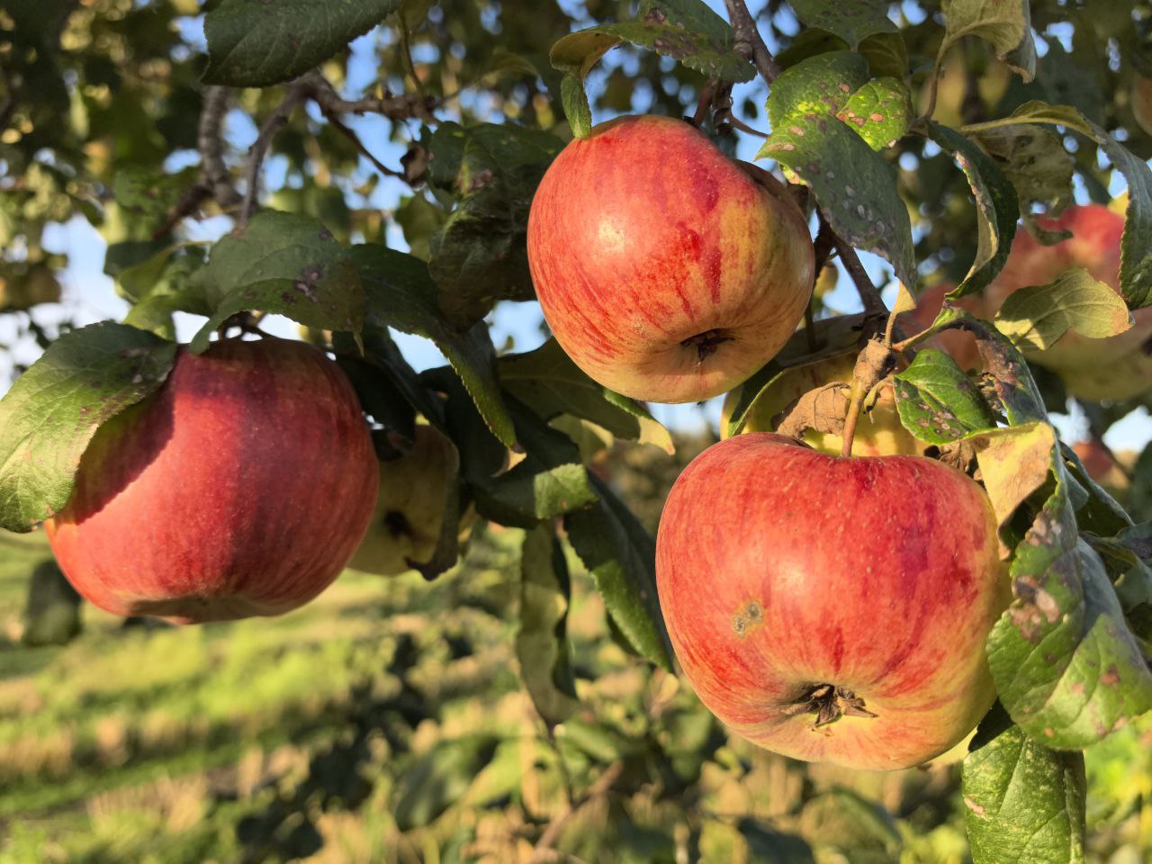 Повышение температуры воздуха ожидается в начале следующей недели в Могилевской области  