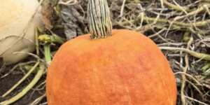 До +16°C и преимущественно без осадков ожидается в Могилевской области 6 октября