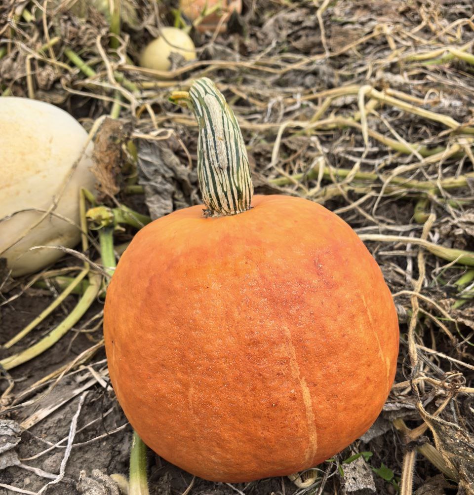 До +16°C и преимущественно без осадков ожидается в Могилевской области 6 октября