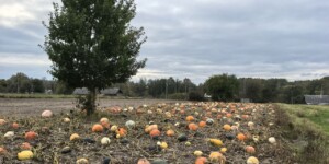 Погода на неделю: временами дожди и до +16°С в дневные часы