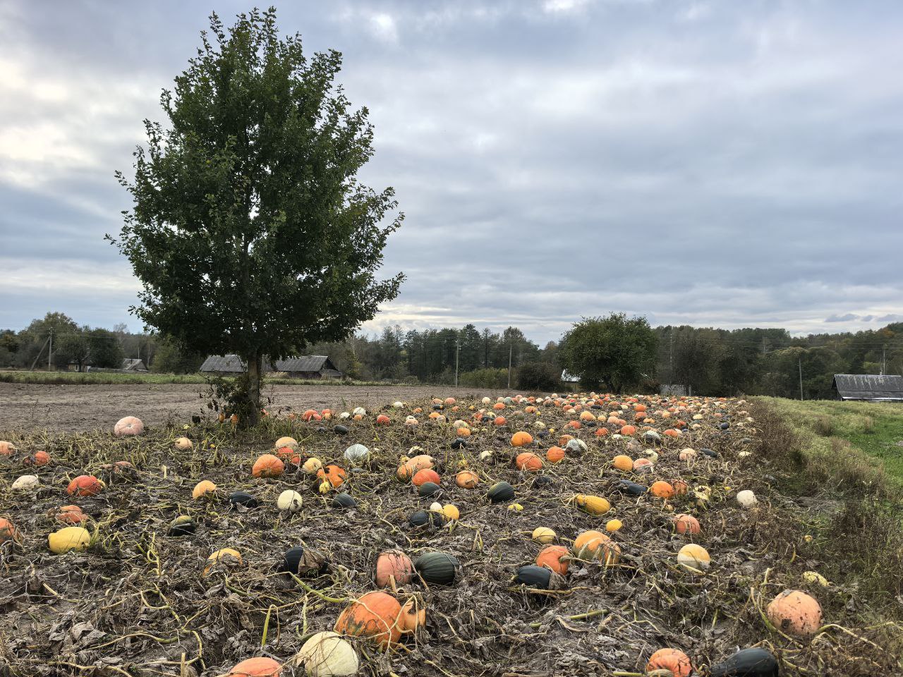Погода на выходные: днем без существенных осадков и до +13°С