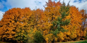 До +11°Ϲ, днем преимущественно без осадков ожидается в Могилевской области 20 октября