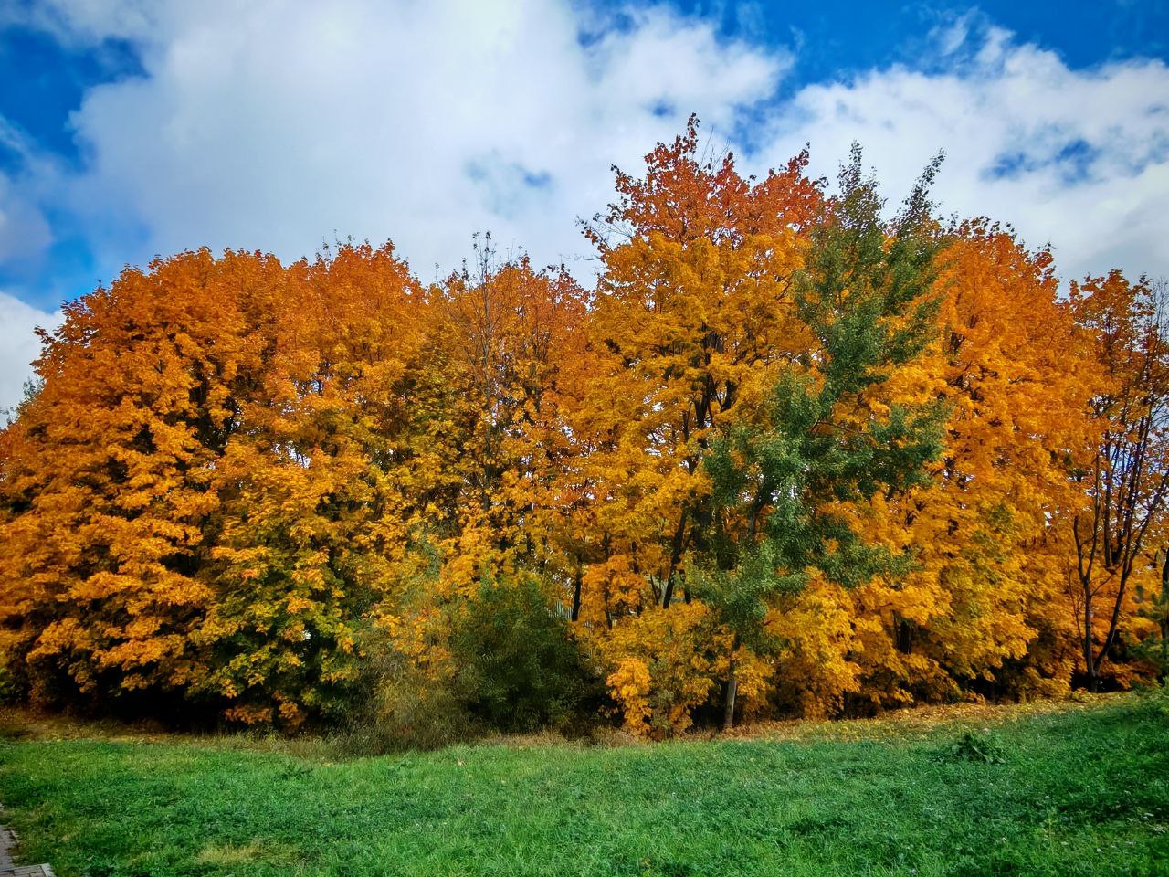 До +11°Ϲ, днем преимущественно без осадков ожидается в Могилевской области 20 октября