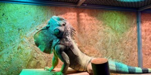 Игуана Маргоша получила прописку в Могилевском зоосаде