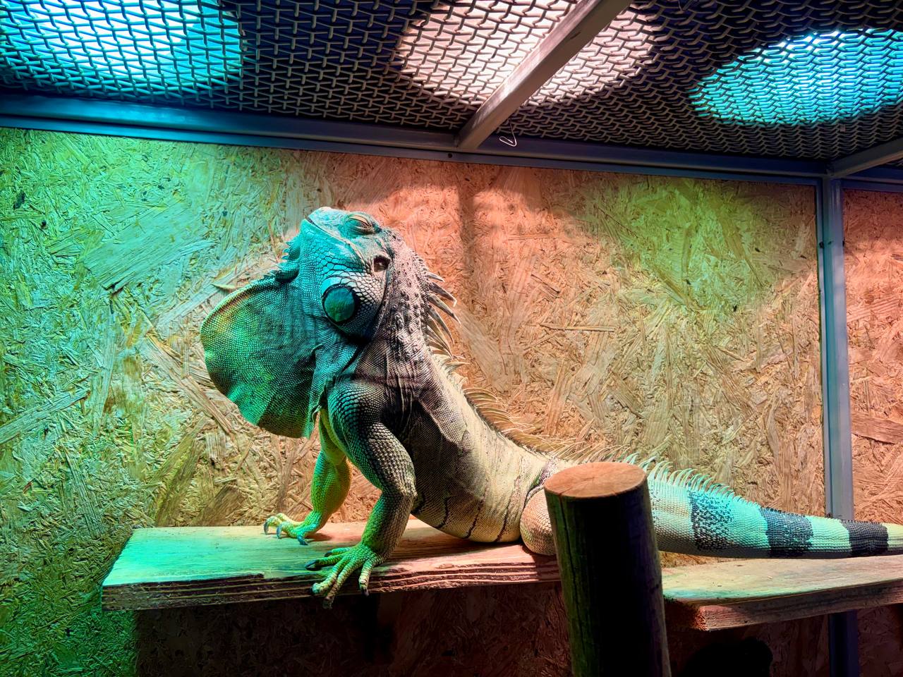 Игуана Маргоша получила прописку в Могилевском зоосаде