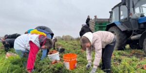 Трудовой десант: активисты «Белой Руси» вышли на уборку «золотого» урожая в Бобруйском районе