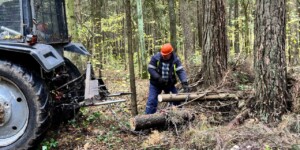 Любужский лесопарк восстанавливают после стихии