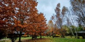 Кратковременные дожди и до +14°С ожидаются в начале следующей недели в Могилевской области