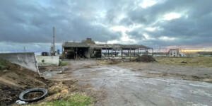 В Круглянском районе ветер разрушил телятник — спасено 75 животных