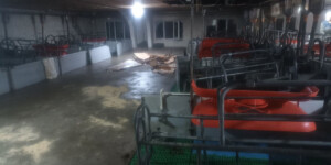 В Чериковском районе спасатели потушили пожар на свинокомплексе