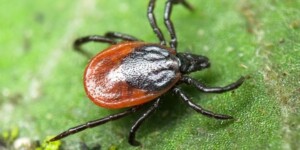 Порядка 4 тысяч человек обратились за медпомощью по поводу присасывания клещей в Могилевской области за девять месяцев