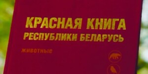 Обновленная Красная книга Беларуси выйдет к концу текущего года