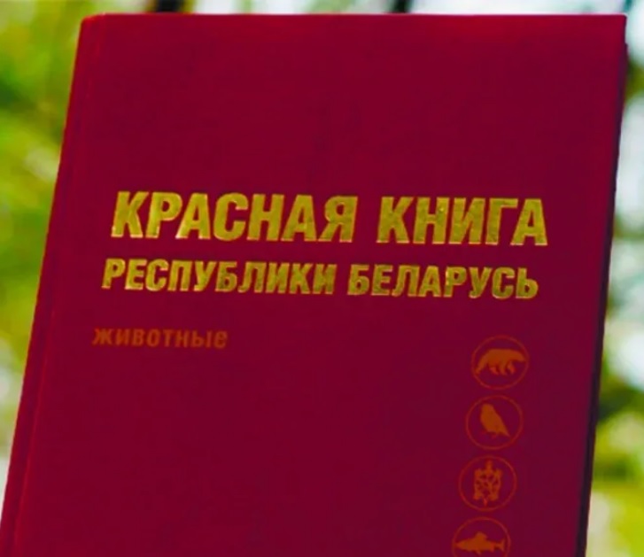 Обновленная Красная книга Беларуси выйдет к концу текущего года