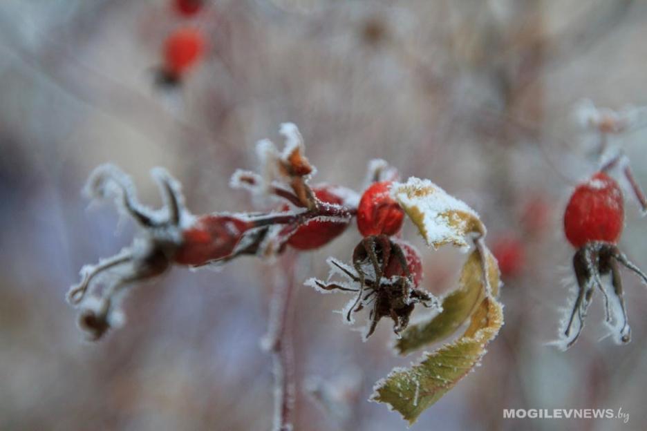 Облачно с прояснениями и слабый гололед: прогноз погоды на 19 ноября для Могилевской области