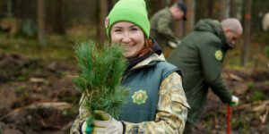 Приморские кедры — на могилевской земле. Фото