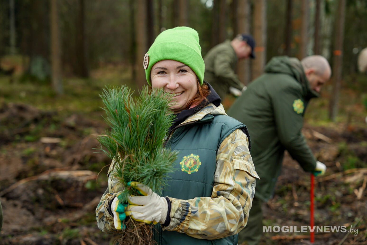 Приморские кедры – на могилевской земле. Фото