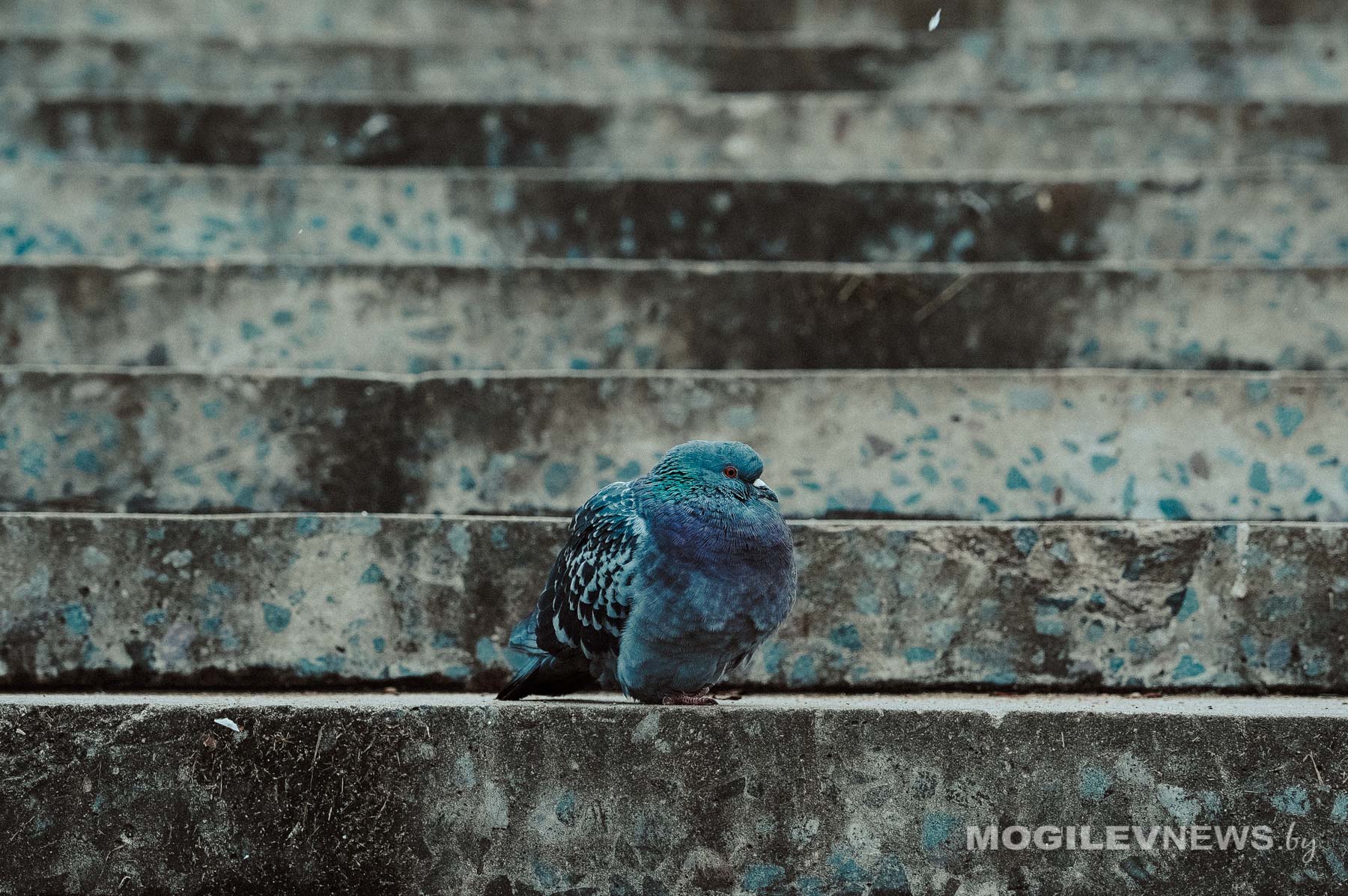 Могилев в объективе: улицы, люди, настроение