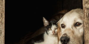 Новая порция милоты: встречайте свежие фото участников конкурса питомцев