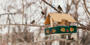 Юрист объяснил, когда в Беларуси за кормушку у окна могут оштрафовать