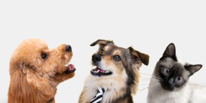 Посмотрите, какие милые питомцы могилевчан участвуют в фотоконкурсе