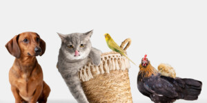 Сними любимца — выиграй приз: стартовал фотоконкурс «Наши любимые питомцы»