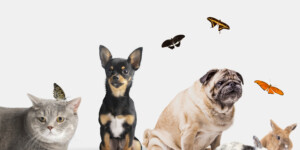 Наш фотоконкурс веселых и забавных питомцев продолжается