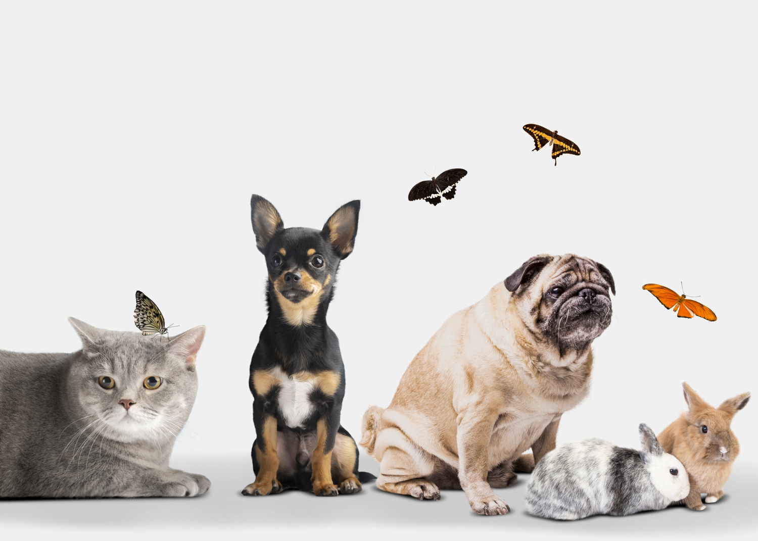 Наш фотоконкурс веселых и забавных питомцев продолжается